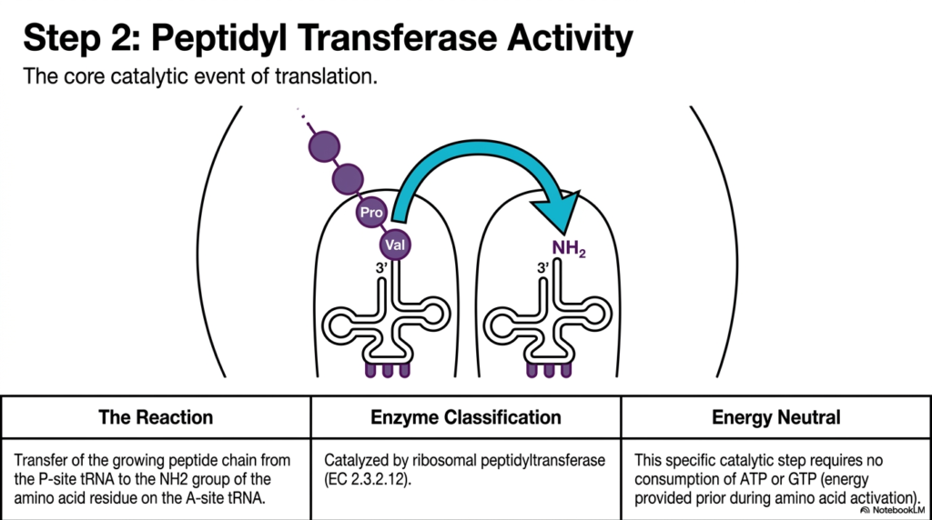 Slide 5: Translation Elongation and Termination: Peptidyl Transferase Activity