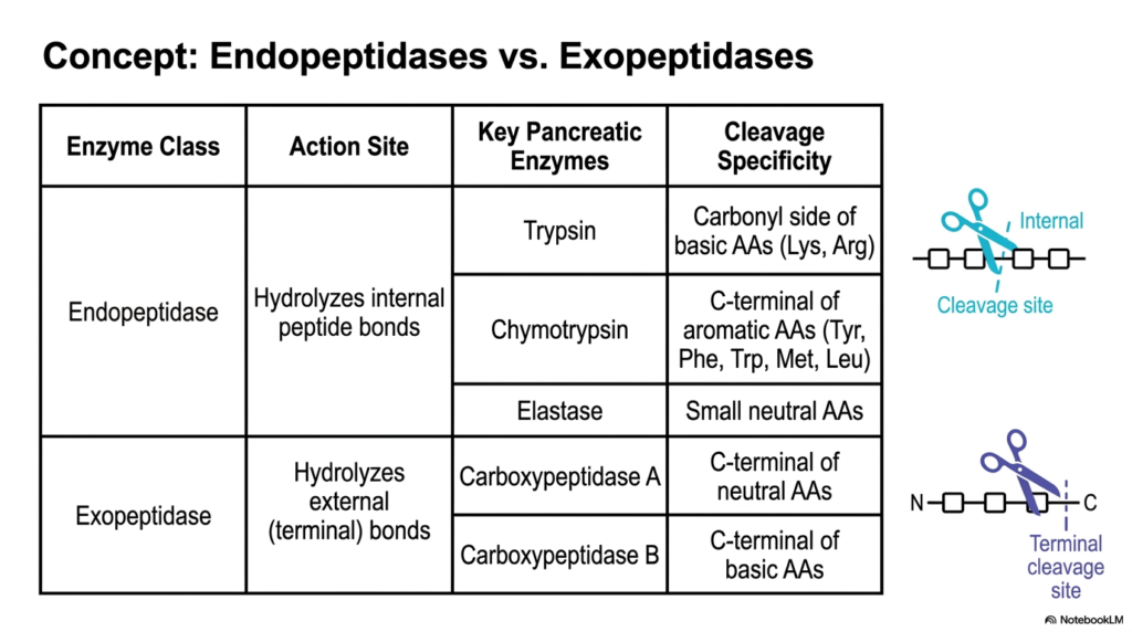 Protein Digestion: Mechanisms, Enzymes, and Absorption