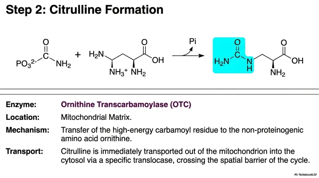 The Urea Cycle: Pathways of Nitrogen Metabolism
