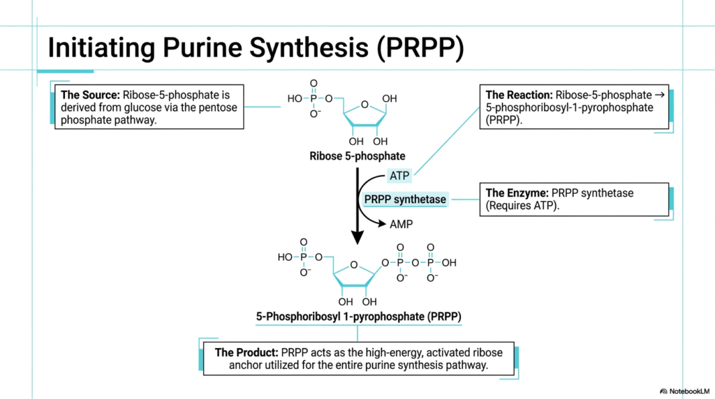 Nucleotide Metabolism: Purine and Pyrimidine Biosynthesis