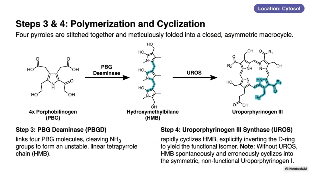 Slide 6: Steps 3 and 4 of Heme Biosynthesis: The Meticulous Art of Polymerization and Cyclization
