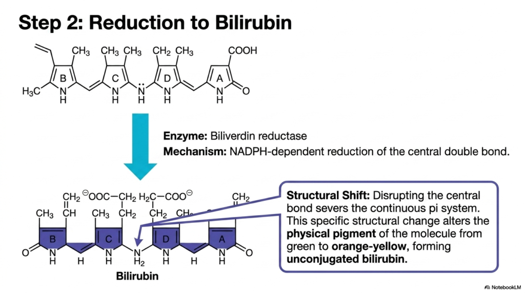 Slide 6: The Second Step of Heme Degradation: Reduction to Bilirubin