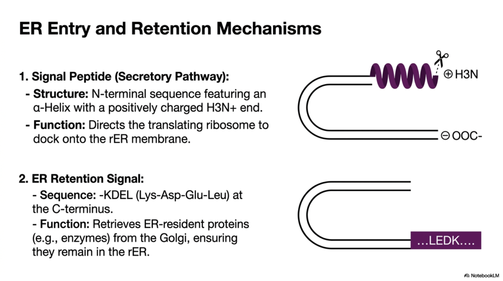 Slide 6: ER Entry Mechanisms in Protein Sorting and Exocytosis
