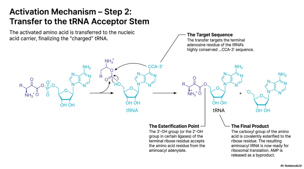 Slide 6: The Finalizing Step of Amino Acid Activation