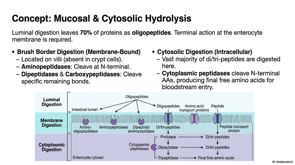 Protein Digestion: Mechanisms, Enzymes, and Absorption