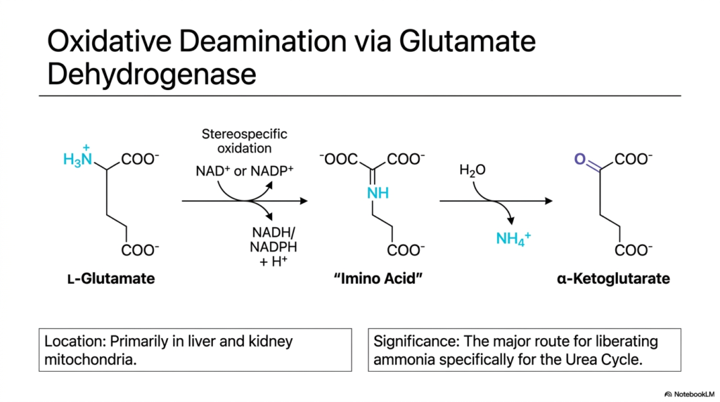 Biochemical Mechanisms of Transamination and Deamination