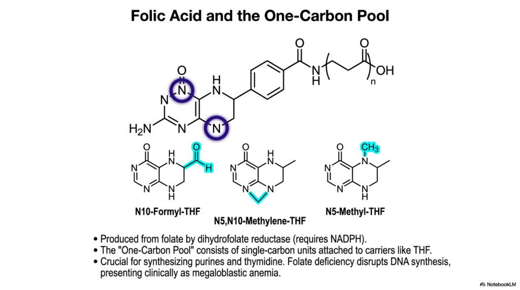 Amino Acid Degradation: A Biochemical Analysis