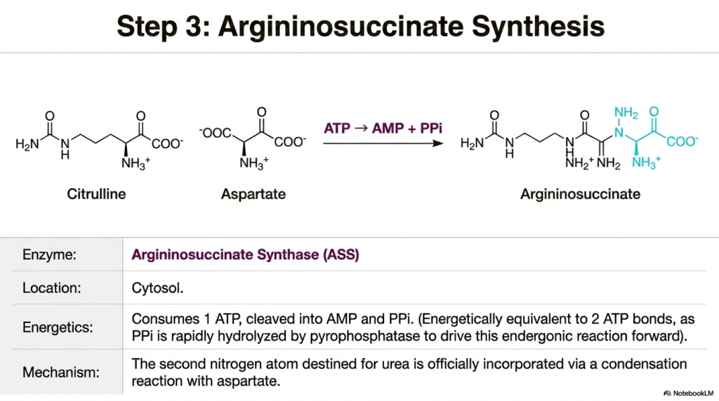 The Urea Cycle: Pathways of Nitrogen Metabolism