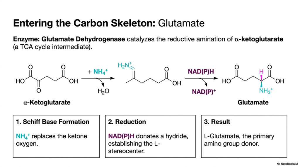 Amino Acid Biosynthesis: Pathways and Regulation