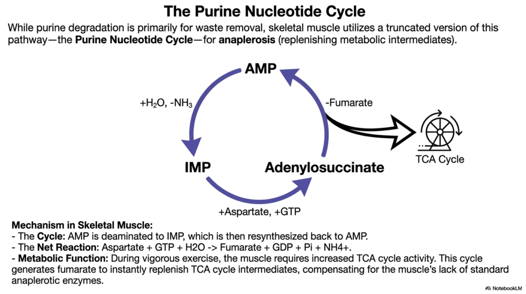 Nucleotide Degradation: Biochemical Pathways and Clinical Pathologies