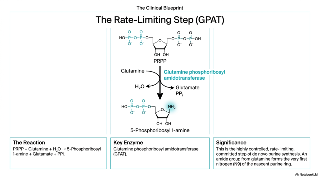 Nucleotide Metabolism: Purine and Pyrimidine Biosynthesis