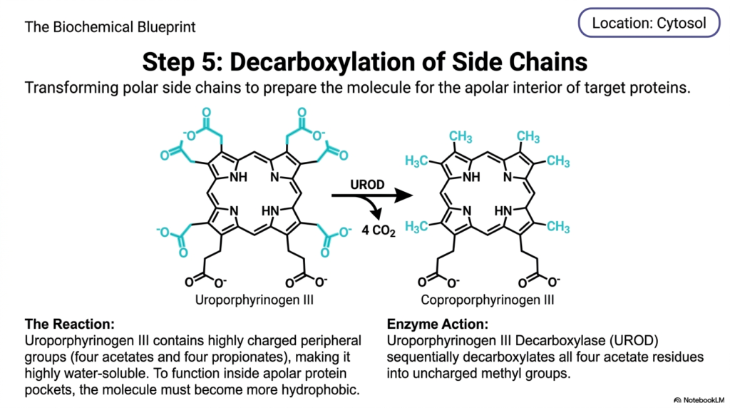 Slide 7: Step 5 of Heme Biosynthesis: Decarboxylation and the Pursuit of Hydrophobicity
