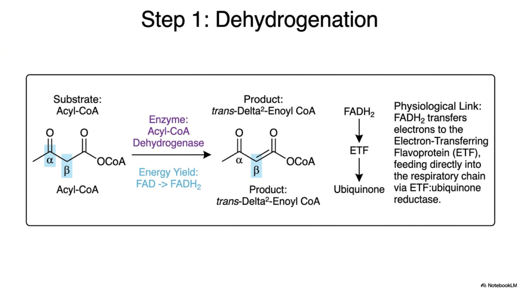 Fatty Acid Oxidation: Mechanisms of Lipid Metabolism