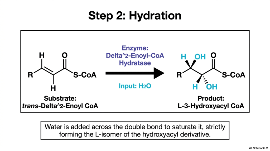 Fatty Acid Oxidation: Mechanisms of Lipid Metabolism