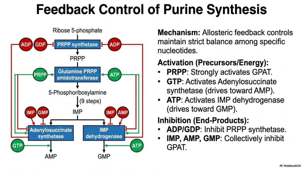 Nucleotide Metabolism: Purine and Pyrimidine Biosynthesis
