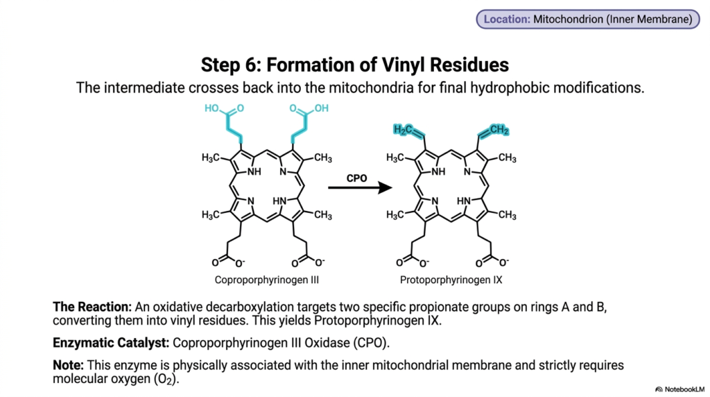 Slide 8: Step 6 of Heme Biosynthesis: Formation of Vinyl Residues in the Mitochondrion