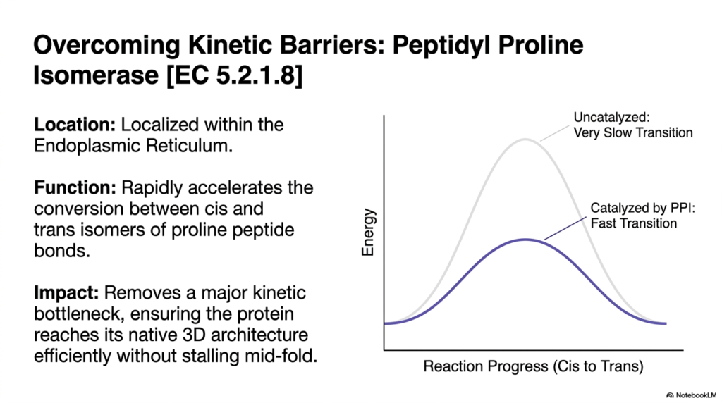 Slide 8: Overcoming Kinetic Barriers for Swift Protein Maturation