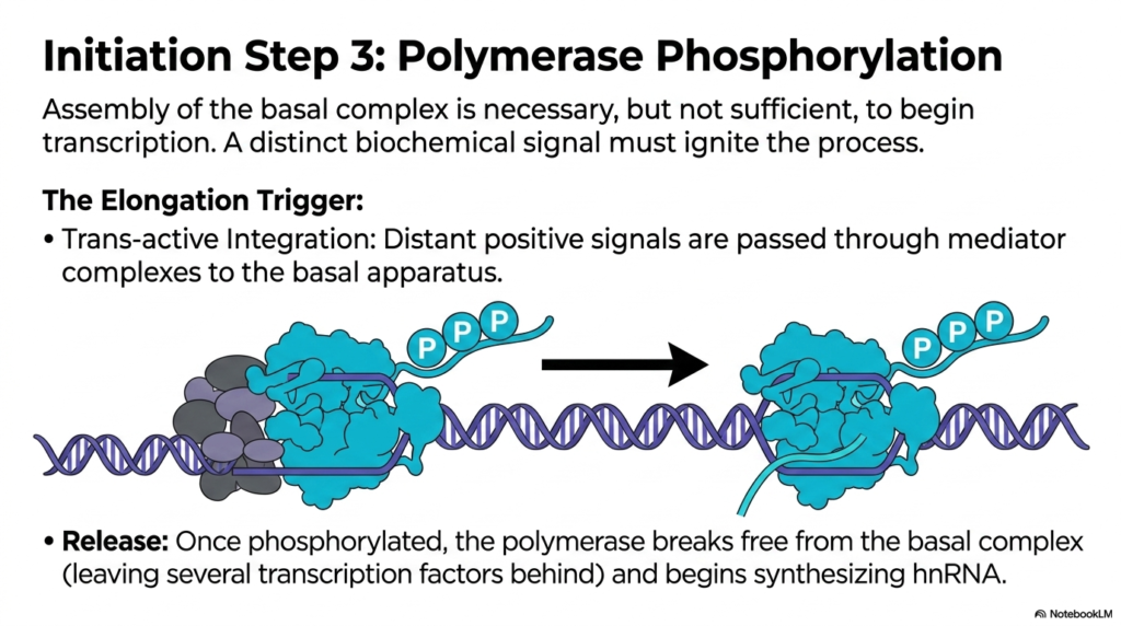 Slide 8: The Elongation Trigger in Eukaryotic Transcription