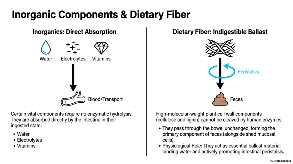 Slide 8: Inorganic Components in Digestion and Resorption