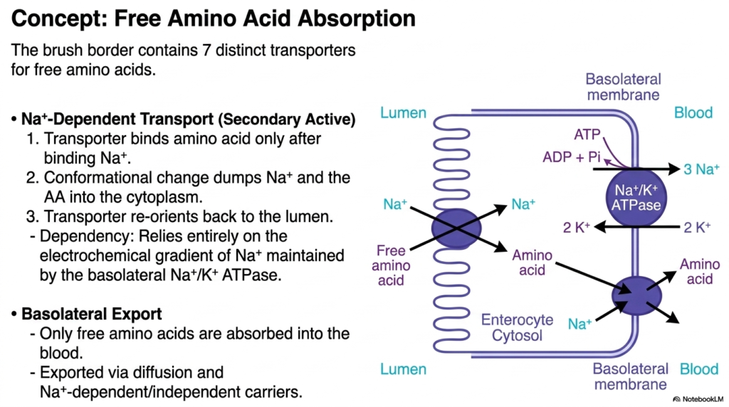 Protein Digestion: Mechanisms, Enzymes, and Absorption