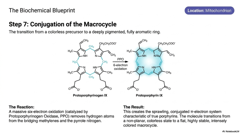 Slide 9: Step 7 of Heme Biosynthesis: Massive Conjugation and the Birth of Pigment