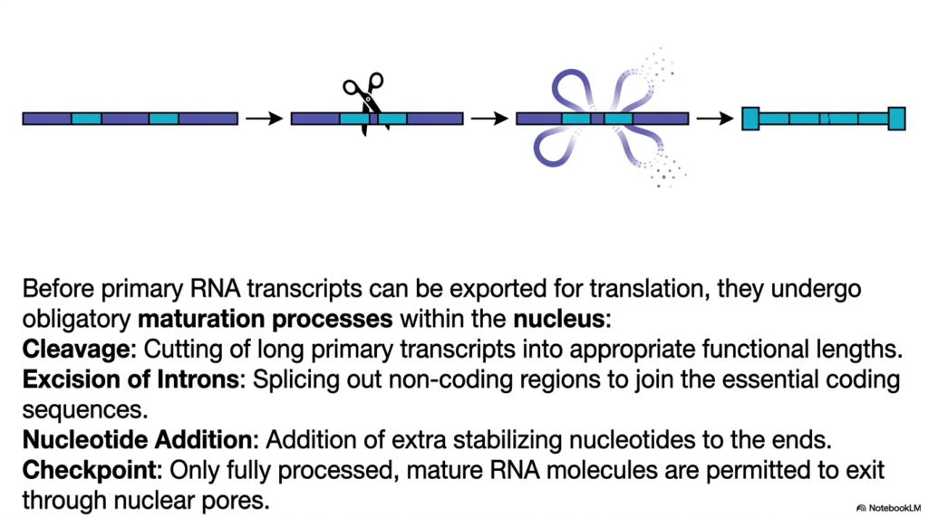 Slide 9: RNA Maturation in the Eukaryotic Cell Nucleus