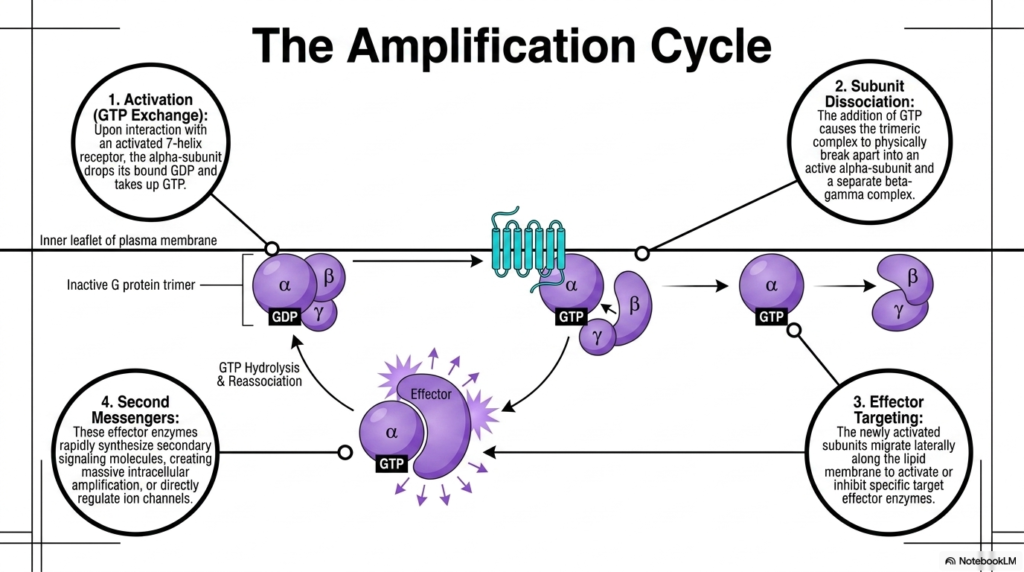 Slide 9: The Amplification Cycle of G-Protein Coupled Membrane Receptors