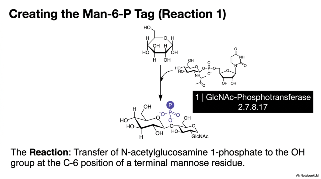 Slide 9: Creating the Tag for Lysosomes via Reaction 1