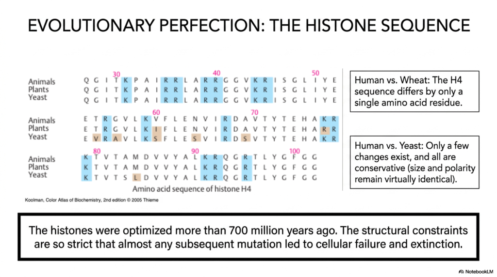 Slide 9: Evolutionary Perfection within Chromatin Structure