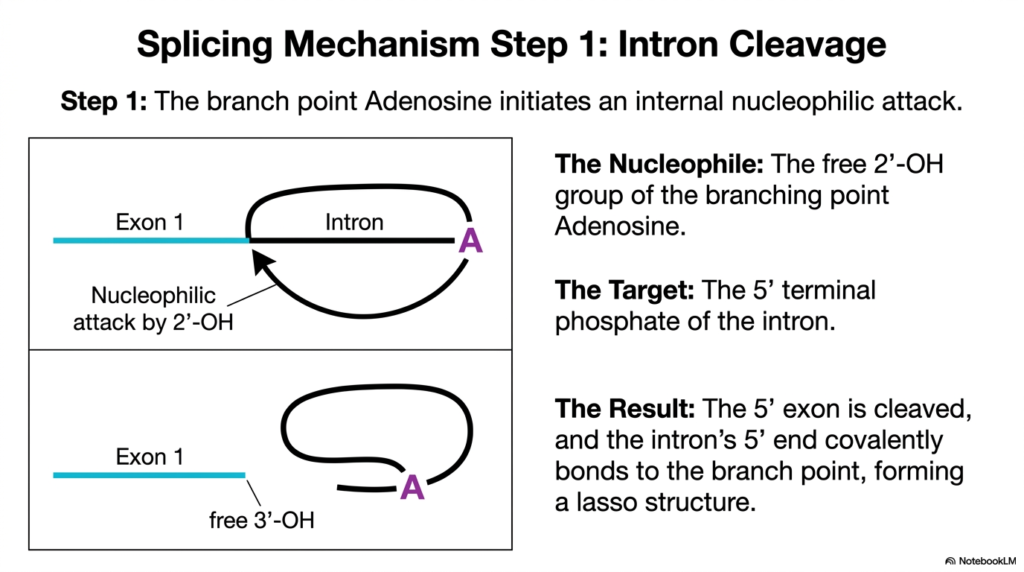 Slide 9: Intron Cleavage in RNA Maturation: Initiating the Transesterification Reaction