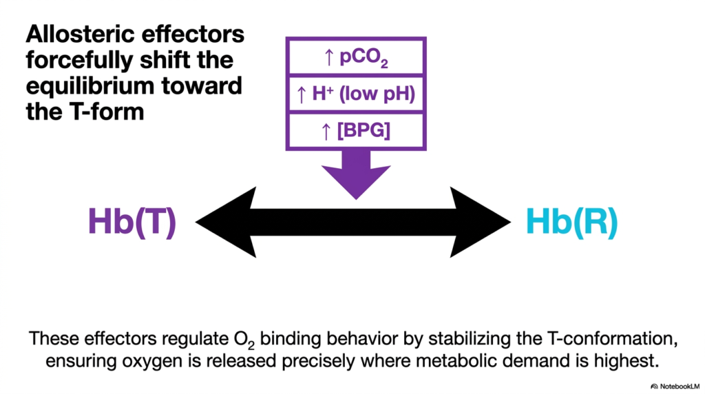 Slide 9: Allosteric Effectors Regulating Hemoglobin