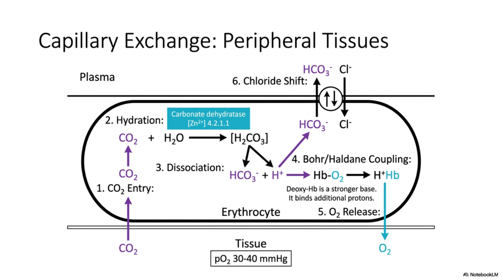 Slide 9: Tissue Capillary Exchange in Hemoglobin Oxygen Transport
