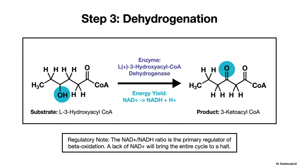 Fatty Acid Oxidation: Mechanisms of Lipid Metabolism