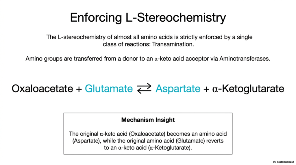 Amino Acid Biosynthesis: Pathways and Regulation