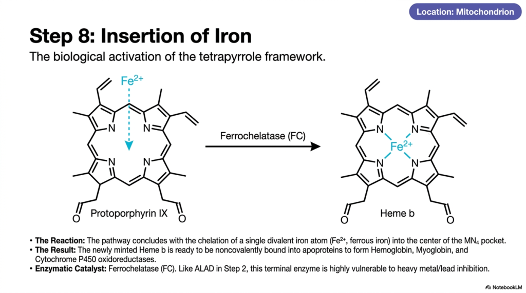 Slide 10: Step 8 of Heme Biosynthesis: The Terminal Insertion of Iron