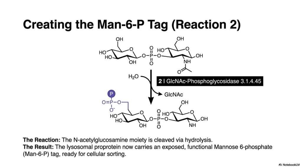 Slide 10: Finalizing the Tag for Lysosomes via Reaction 2