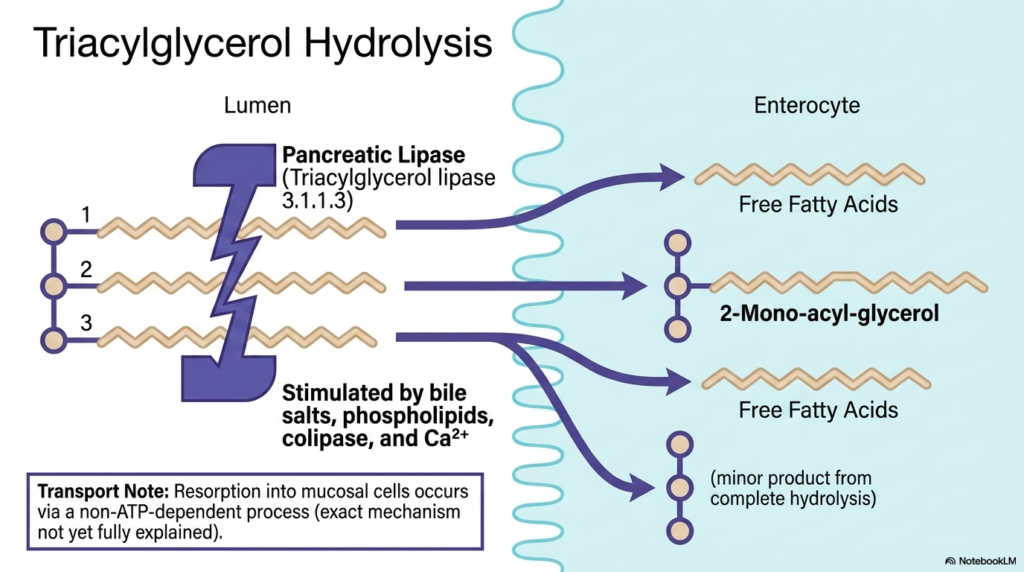 Slide 10: Triacylglycerol Hydrolysis and Intestinal Resorption
