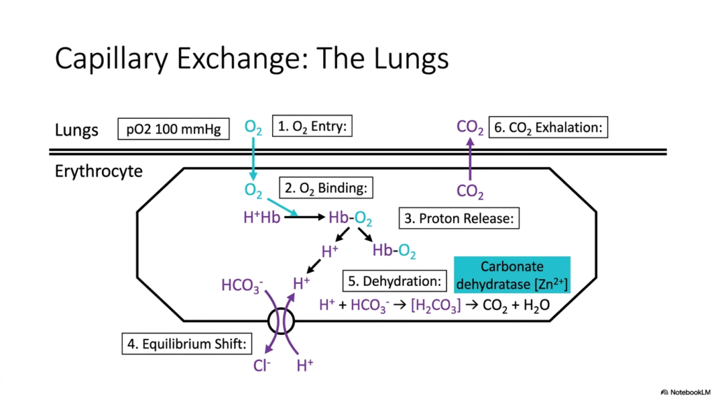 Slide 10: Lung Capillary Exchange in Hemoglobin Oxygen Transport