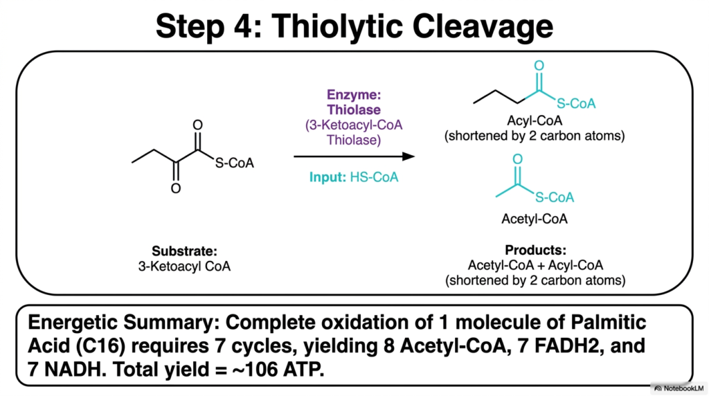 Fatty Acid Oxidation: Mechanisms of Lipid Metabolism