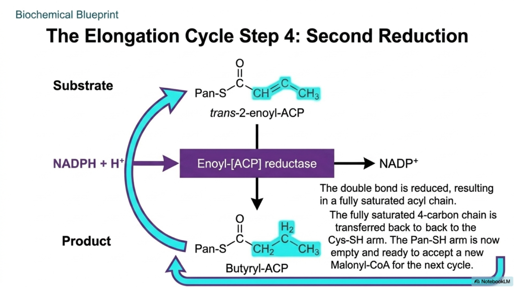 Fatty Acid Synthesis: Pathways and Mechanisms