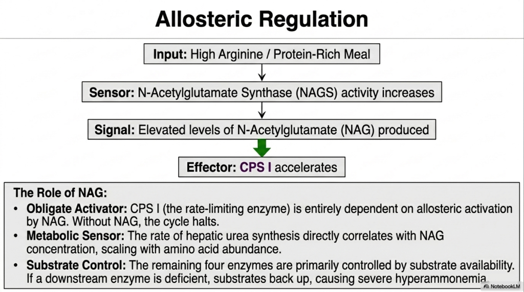 The Urea Cycle: Pathways of Nitrogen Metabolism