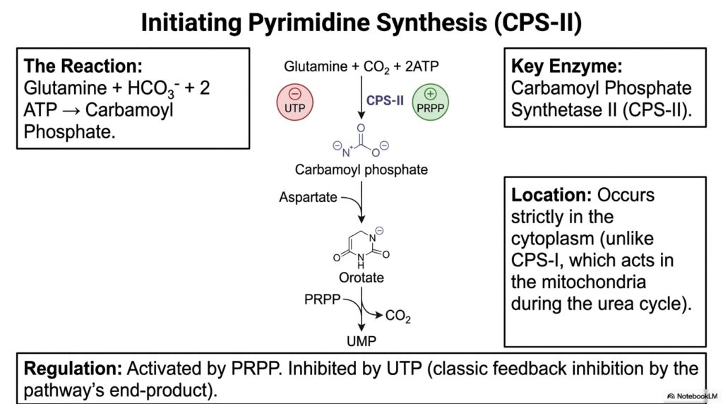 Nucleotide Metabolism: Purine and Pyrimidine Biosynthesis