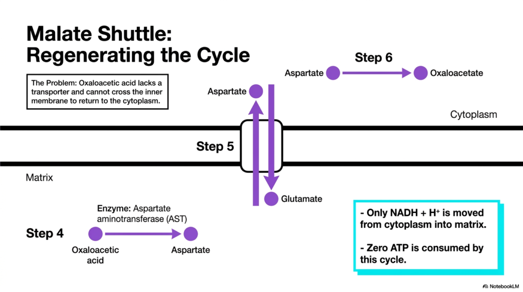 Slide 11: Regenerating the Malate Cycle in Mitochondrial Transport Systems