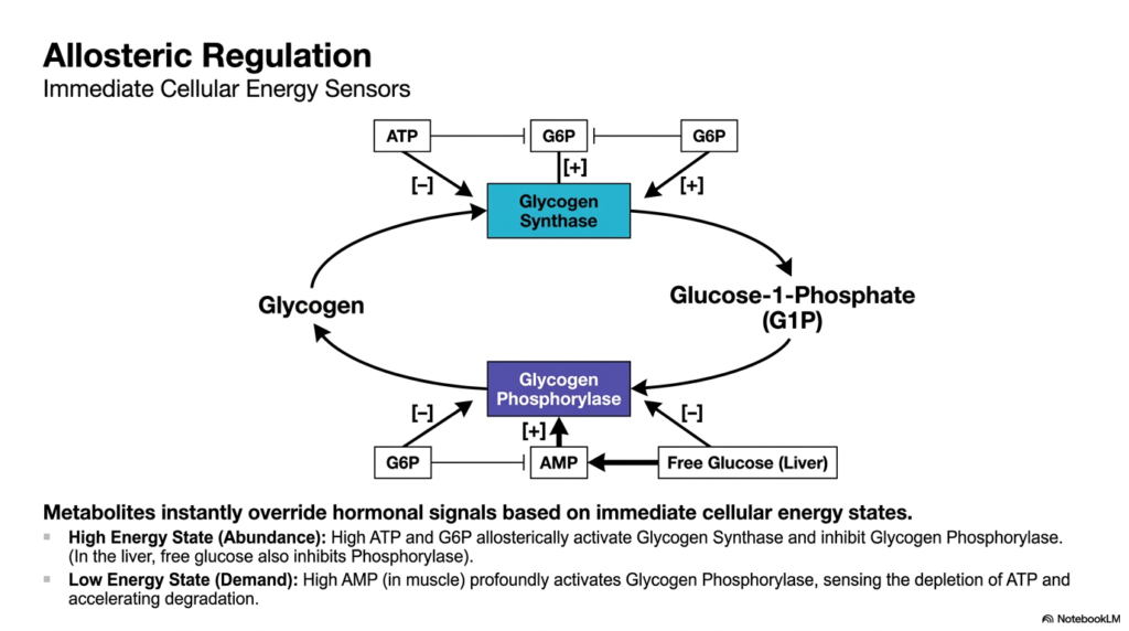 Glycogen Metabolism: Structural Principles, Pathways, and Clinical Significance