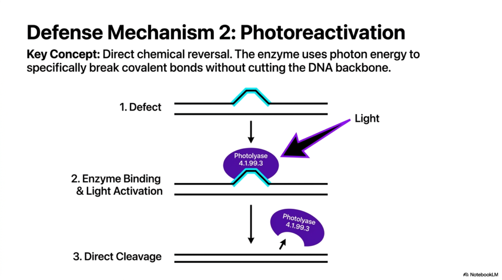 Slide 11: DNA Mutation and Repair: Defense Mechanism 2 - Photoreactivation