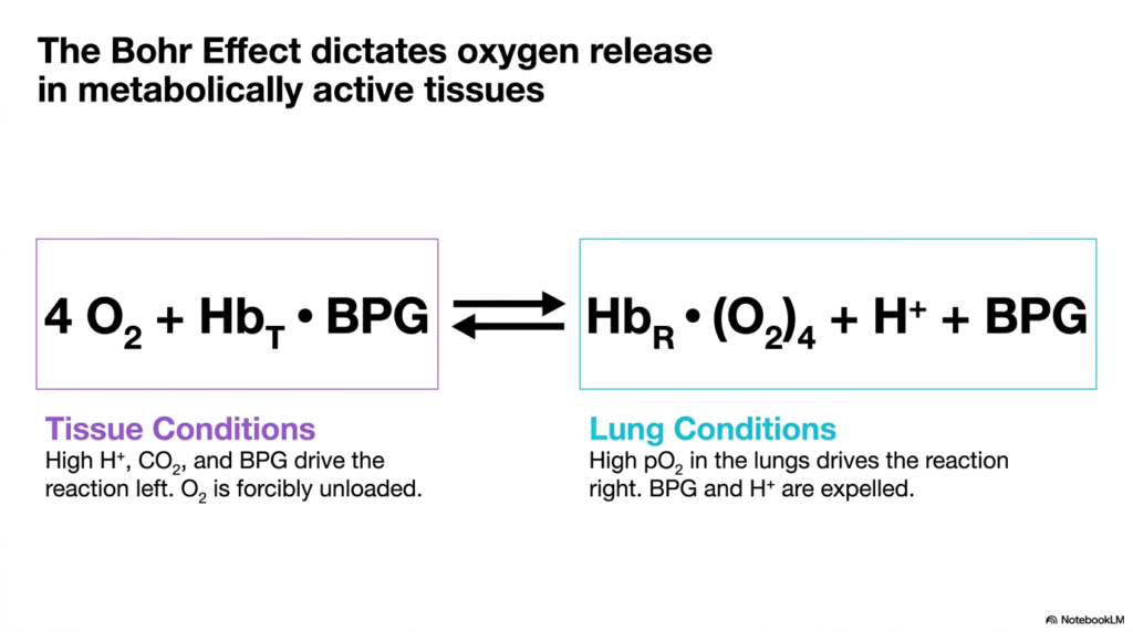 Slide 11: The Bohr Effect on Hemoglobin Oxygen Release
