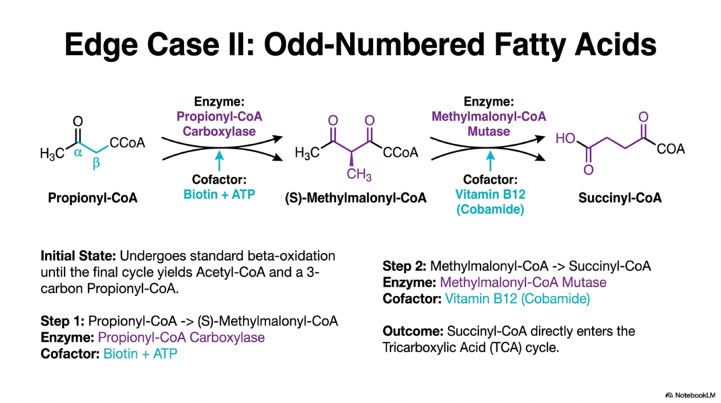 Fatty Acid Oxidation: Mechanisms of Lipid Metabolism