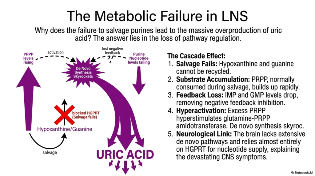 Nucleotide Degradation: Biochemical Pathways and Clinical Pathologies
