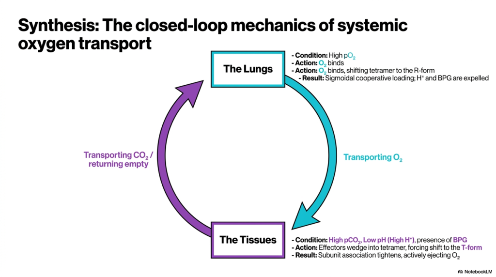 Slide 14: Synthesis of the Hemoglobin Closed-Loop Mechanics