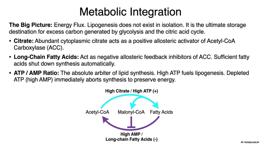 Biochemistry of Lipogenesis and Complex Lipid Synthesis